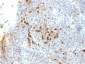  HLA-DRA (MHC II) Antibody - With BSA and Azide